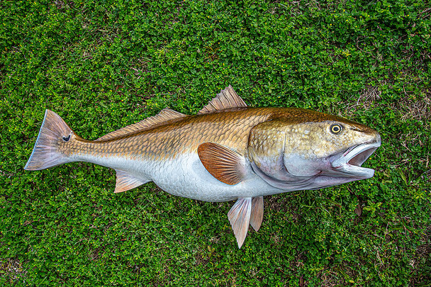 Redfish fiberglass fish replica