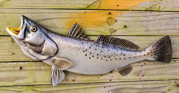 Seatrout, Speckled Trout fiberglass fish replica