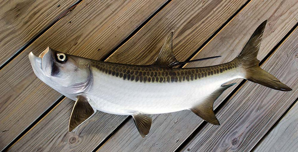 Tarpon 33 inch full mount fiberglass fish replica