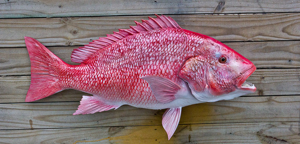 Red Snapper 34 inch Full Mount Fiberglass Fish Replica
