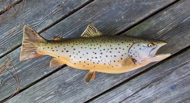 Brown Trout fiberglass fish replica