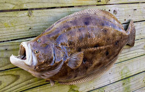 Flounder fiberglass fish replica