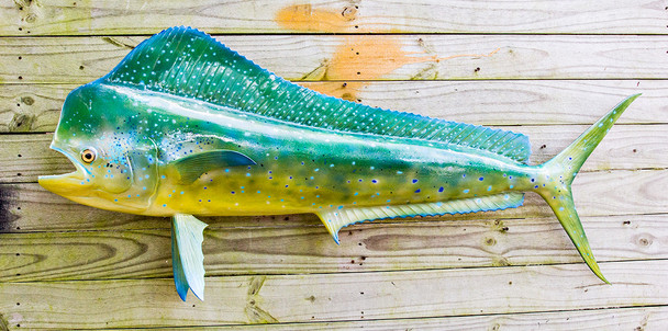Mahi Mahi, Dorado, Dolphin fiberglass fish replica