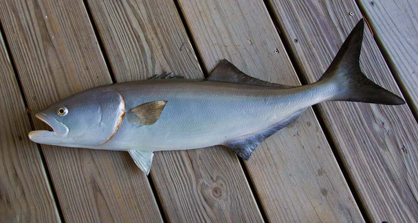 Bluefish 29 inch Half Mount Fiberglass Fish Replica