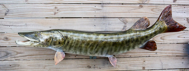 Muskellunge 48 inch fiberglass fish mount replica