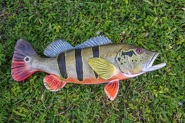 Peacock Bass fiberglass fish replica Peacock Bass fiberglass fish replica
