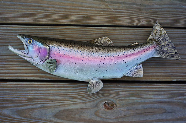 Rainbow Trout 22 inch upturn fiberglass fish mount replica taxidermy