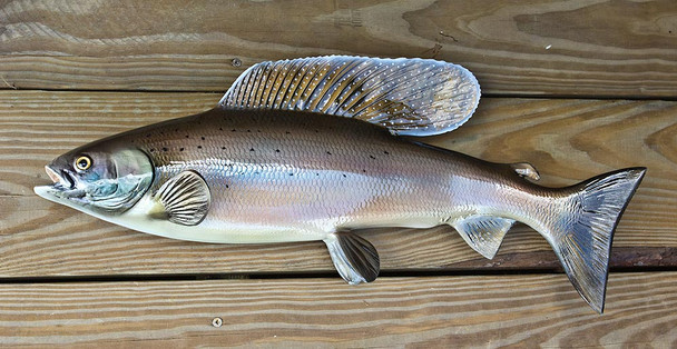 Arctic Grayling 20 inch fiberglass fish mount replica taxidermy
