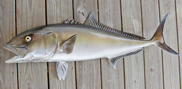 Amberjack 49 inch Half Mount fiberglass fish replica