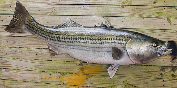 Striped Bass fiberglass fish replica