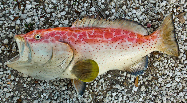 Grouper, Yellowfin fiberglass fish replica