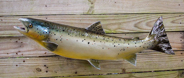 Land Locked Salmon fiberglass fish replica