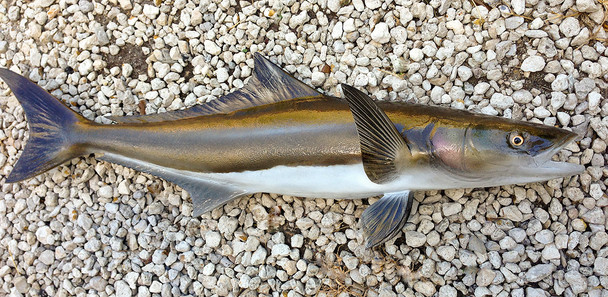 Cobia, Ling, Crab-eater fiberglass fish replica