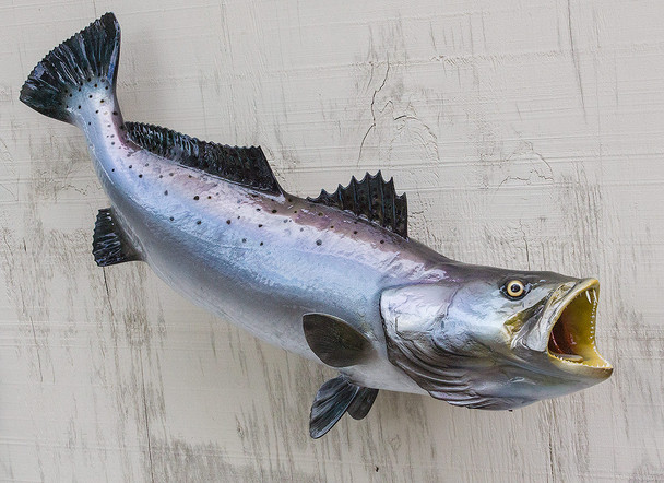 Seatrout fiberglass fish replica