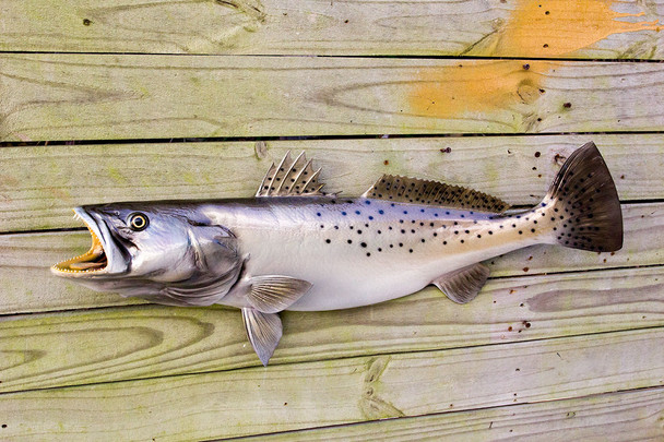 Seatrout, Speckled Trout fiberglass fish replica