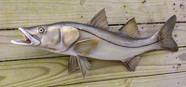Snook fiberglass fish replica