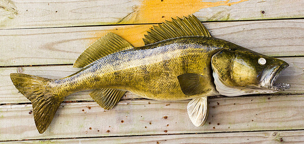 Walleye fiberglass fish replica