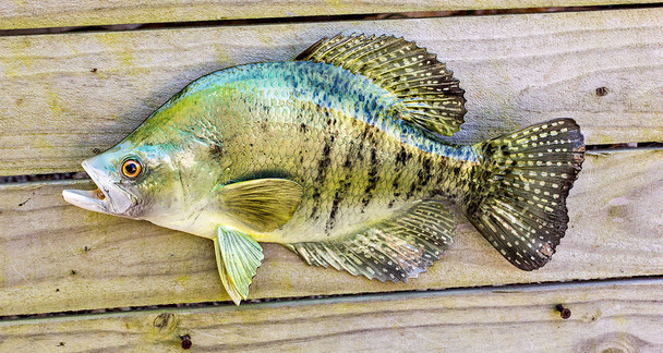 White Crappie fiberglass fish replica