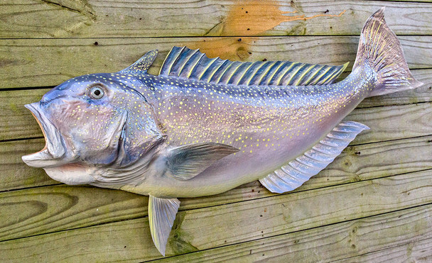 Tilefish fiberglass fish replica