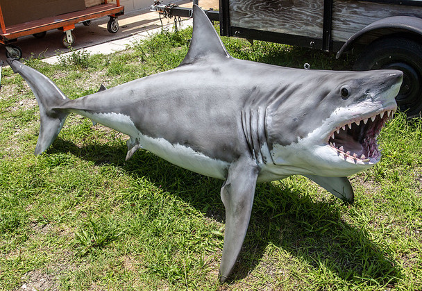 Great White Shark fiberglass fish replica