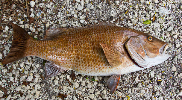 Mangrove Snapper fiberglass fish replica