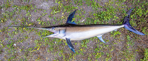 Swordfish 68 fiberglass half mount fish replica
