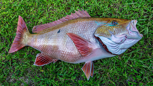 Mutton Snapper fiberglass fish replica