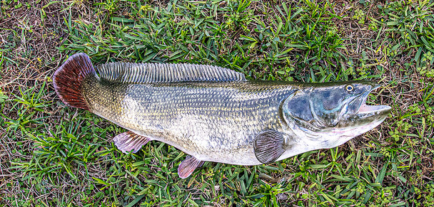 Bowfin or Mudfish fiberglass fish replica