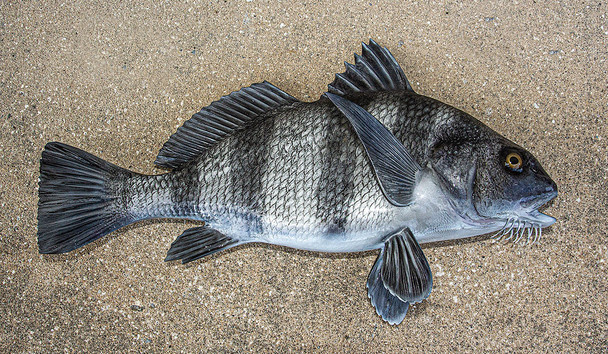 Black Drum fiberglass fish replica