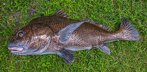 Black Drum fiberglass fish replica