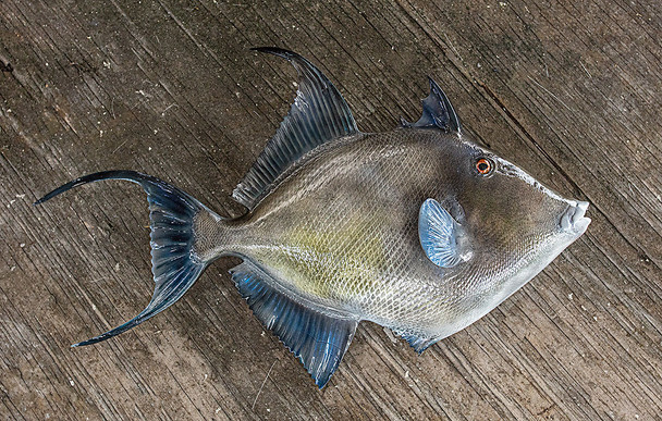 Gray Triggerfish fiberglass fish replica