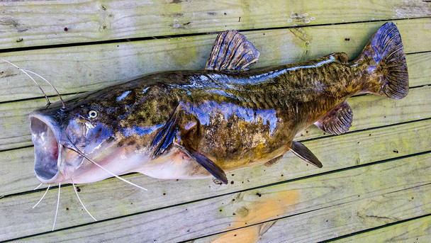 Catfish fiberglass fish replica, Flathead catfish 