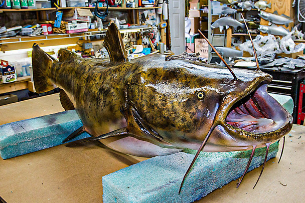 Flathead Catfish fiberglass fish replica mount