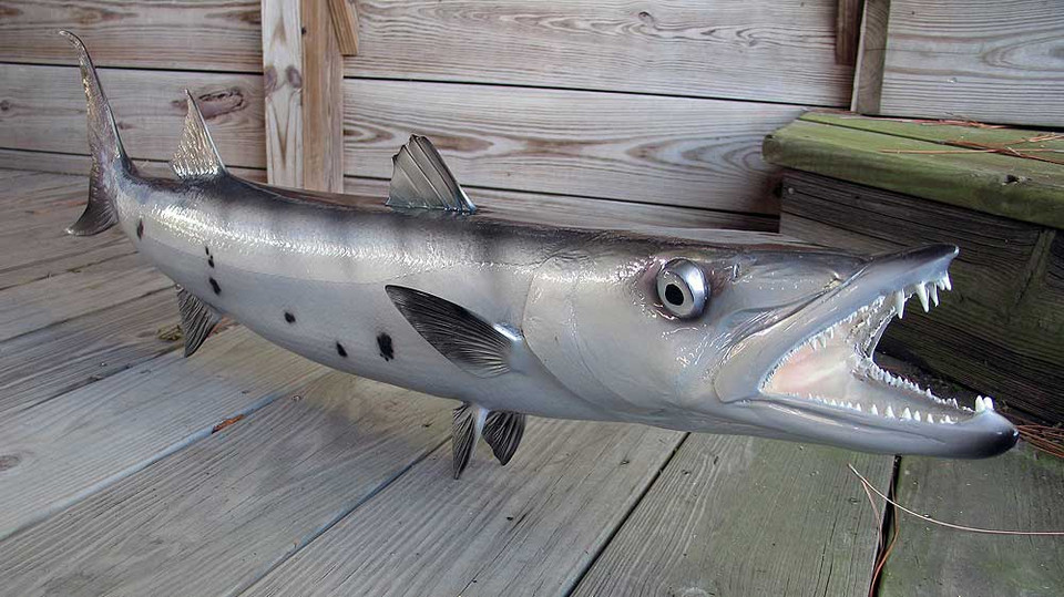 Barracuda 48 inch Full Mount Fiberglass Fish Replica - The Fish Mount Store