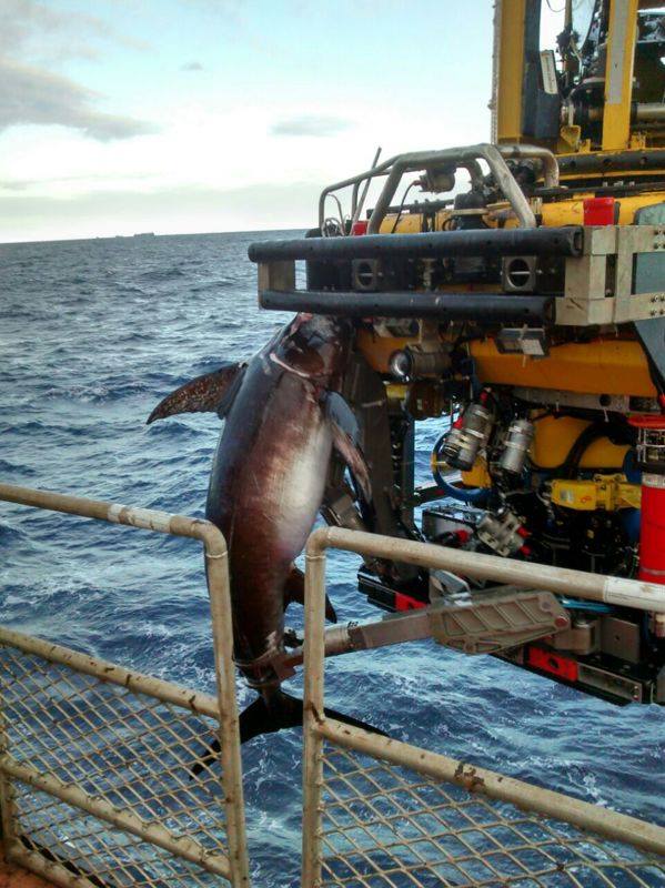 The Swordfish and The Submersible The Fish Mount Store