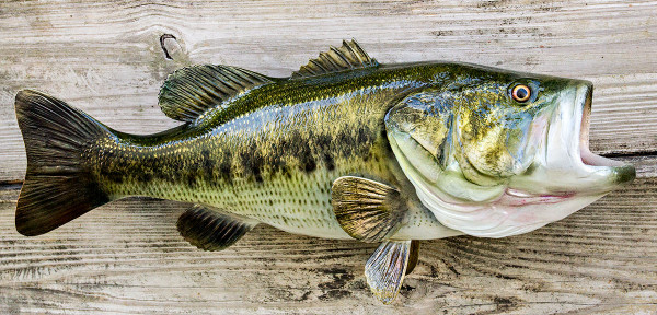 Largemouth Bass 24 inch Full Mount Fiberglass Fish Replica - The Fish ...