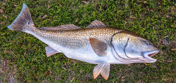 Redfish 50 inch full mount fiberglass fish replica - The Fish Mount Store