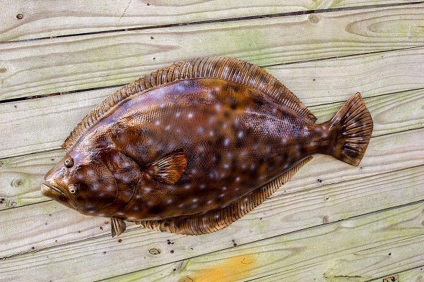 Flounder 30 inch half mount fiberglass fish replica