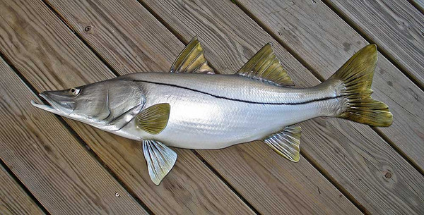 Snook 43 inch half mount fibergass fish replica