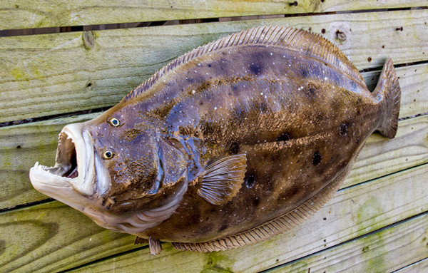 Flounder 28 inch full mount fiberglass fish replica