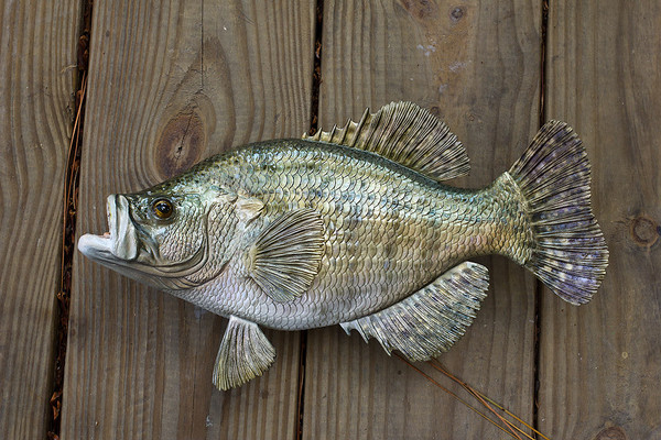 Magic Minnow Jig Per Crappie Bianco &ndash; Esche Da Pesca 15 Pezzi