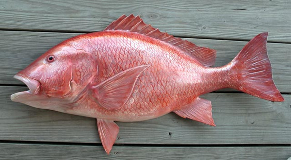 Snapper Red 36 inch half mount fiberglass fish replica - The Snapper Red 36 inch half mount fiberglass fish replica - The