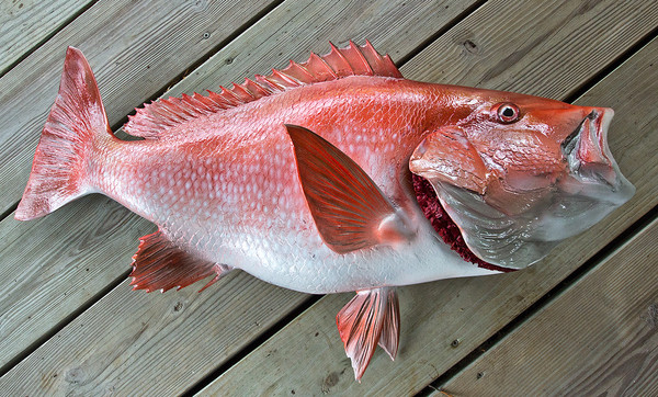 Red Snapper 34R inch Full Mount Fiberglass Fish Replica - The Fish ...