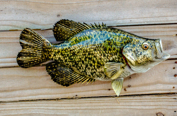 Crappie, Black 16R inch Fish Mount Replica - The Fish Mount Store