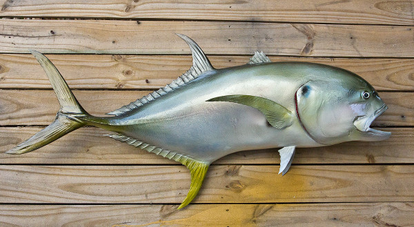 Jack Crevalle 38R inch fiberglass fish replica - The Fish Mount Store