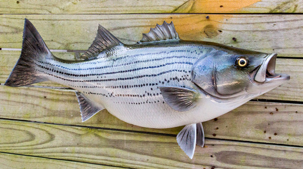 Striped Bass Fish Portrait Baby One-Piece for Sale by