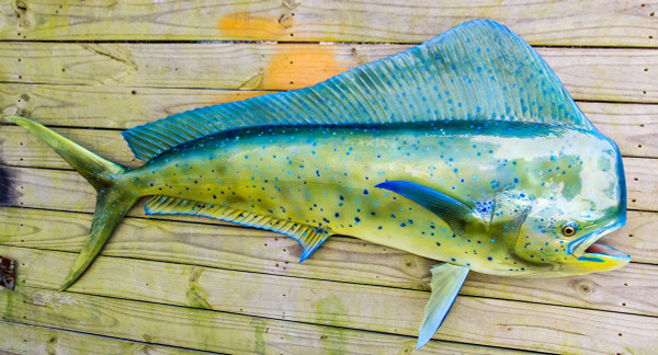 Mahi Mahi 59R full mount fiberglass fish replica