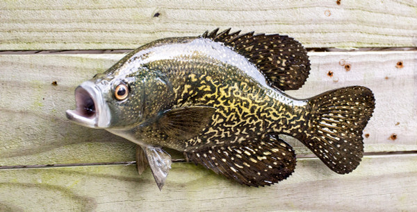 Crappie, Black 12L inch Fish Mount Replica - The Fish Mount Store