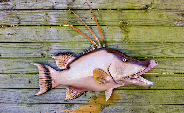 31 Tigerfish fiberglass fish replica - The Fish Mount Store