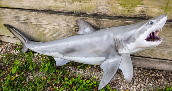 Life Size Fibreglass Resin Great White Hanging Shark Model - Hamac